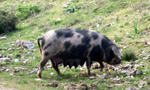 una mamma scrofa in libert